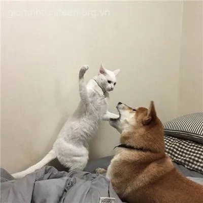 Bộ meme Shiba hài bá đạo khiến trend mạng bùng nổ