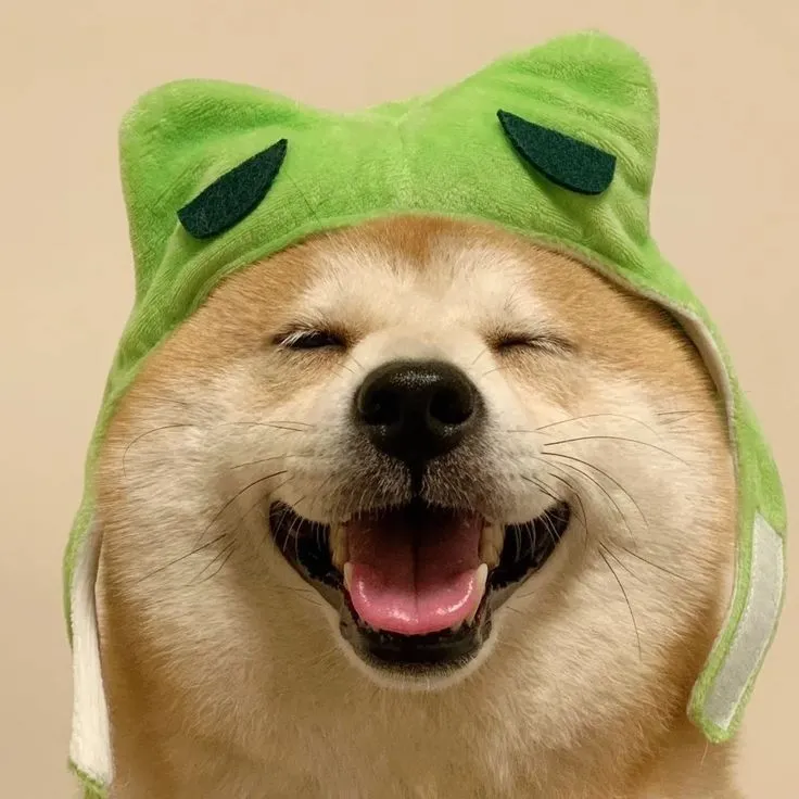 Meme chó Shiba cười hớn hở, tai vểnh cực tinh nghịch.