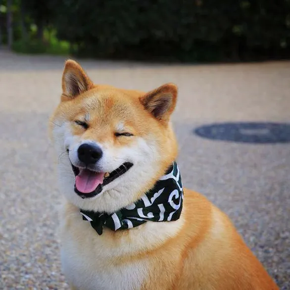 Meme vui Shiba cười nửa miệng kiểu “ờ tui biết tui đẹp”