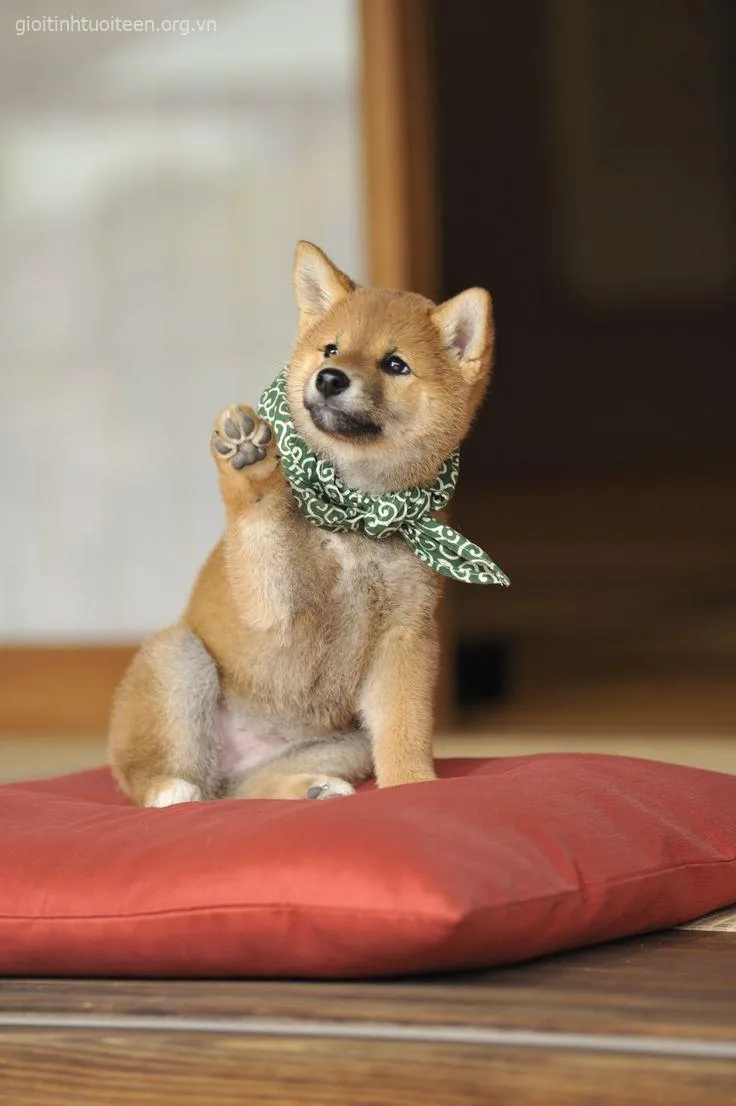 Meme vui Shiba Inu ánh mắt kiểu “đang ráng nhịn cười nè”.