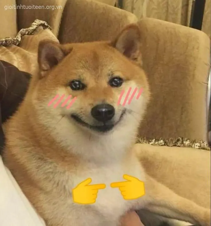 Ảnh meme Shiba lan tỏa cảm xúc tự nhiên chân thật