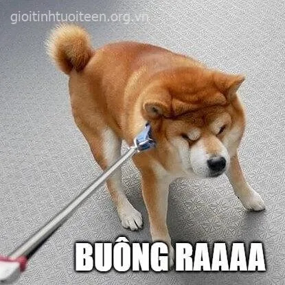 Ảnh troll Shiba Inu đang “suy tư” mà caption lại siêu nhây.