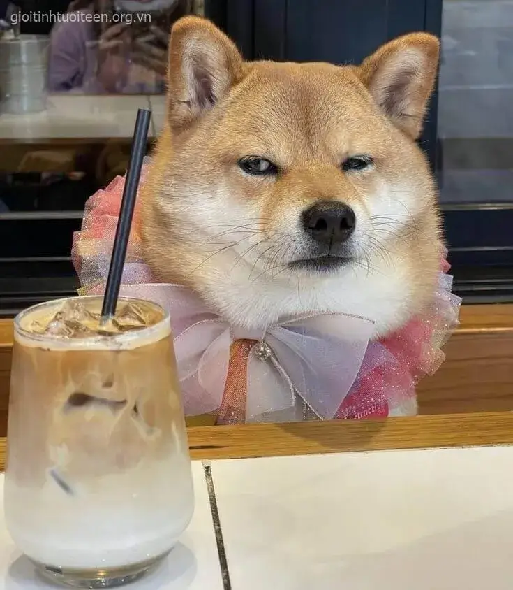 Meme Shiba gương mặt nghiêm nghị, nhưng trông lại đáng yêu.