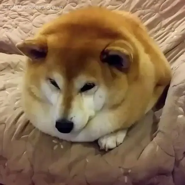 Meme hài chó Nhật Shiba dễ thương khỏi bàn