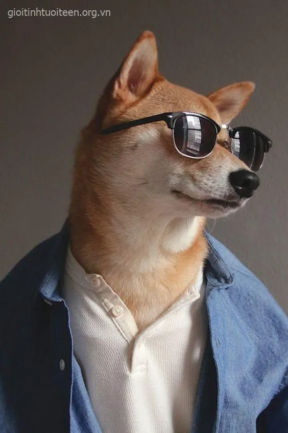 Ảnh hài Shiba Inu cười nhẹ như “ờ, tui biết tui dễ thương”.