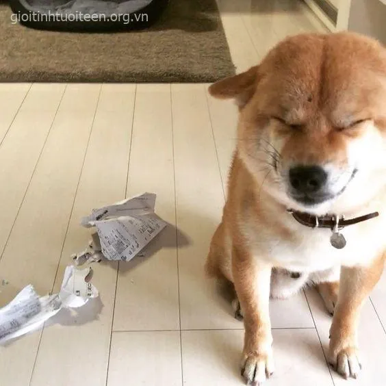 Ảnh troll Shiba dùng làm sticker chat cực hot