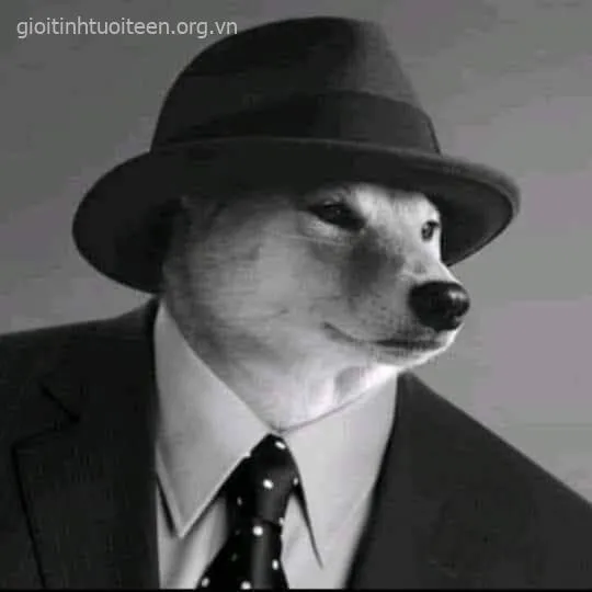 Ảnh Shiba cười nửa miệng, nhìn thôi đã muốn share liền