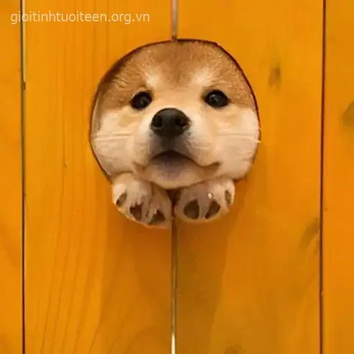 Cái mặt đơ Shiba khiến ai nhìn cũng “cạn lời”