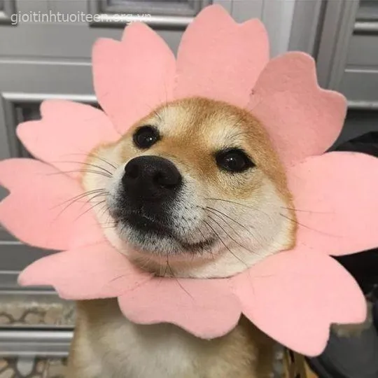 Ảnh chế Shiba mặt đơ chuẩn trend quốc tế