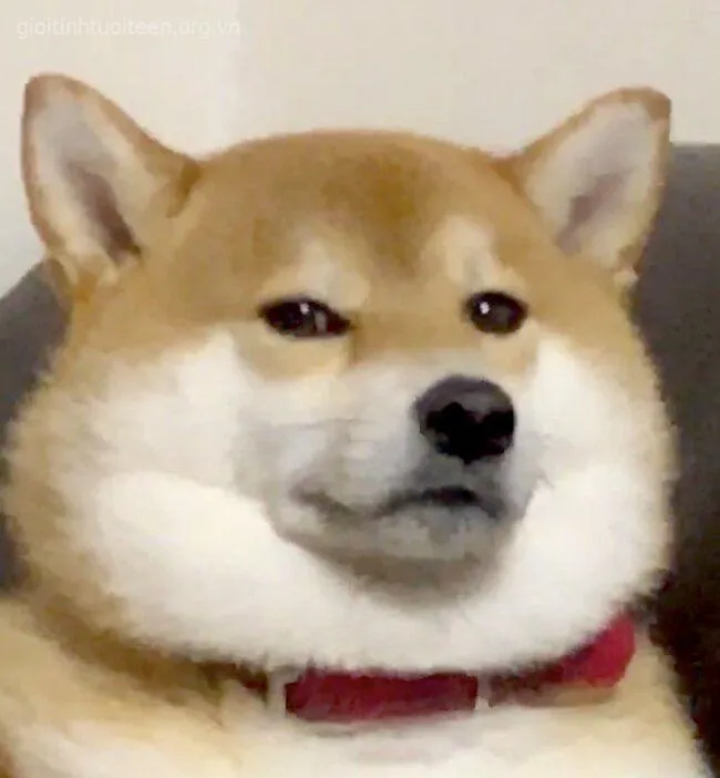 Ảnh hài Shiba đơ mà duyên chuẩn “idol mạng”