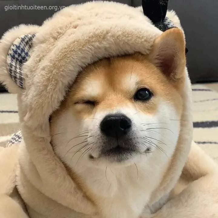 Meme chó Shiba mặt hơi cau có, nhìn ngộ nghĩnh lạ.