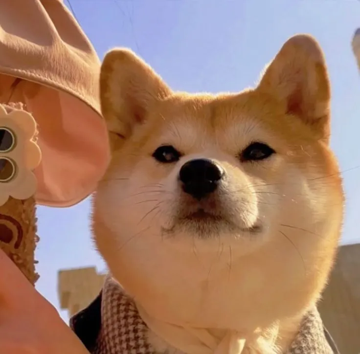 Ảnh hài Shiba nhìn nghiêm mà khiến ai cũng bật cười