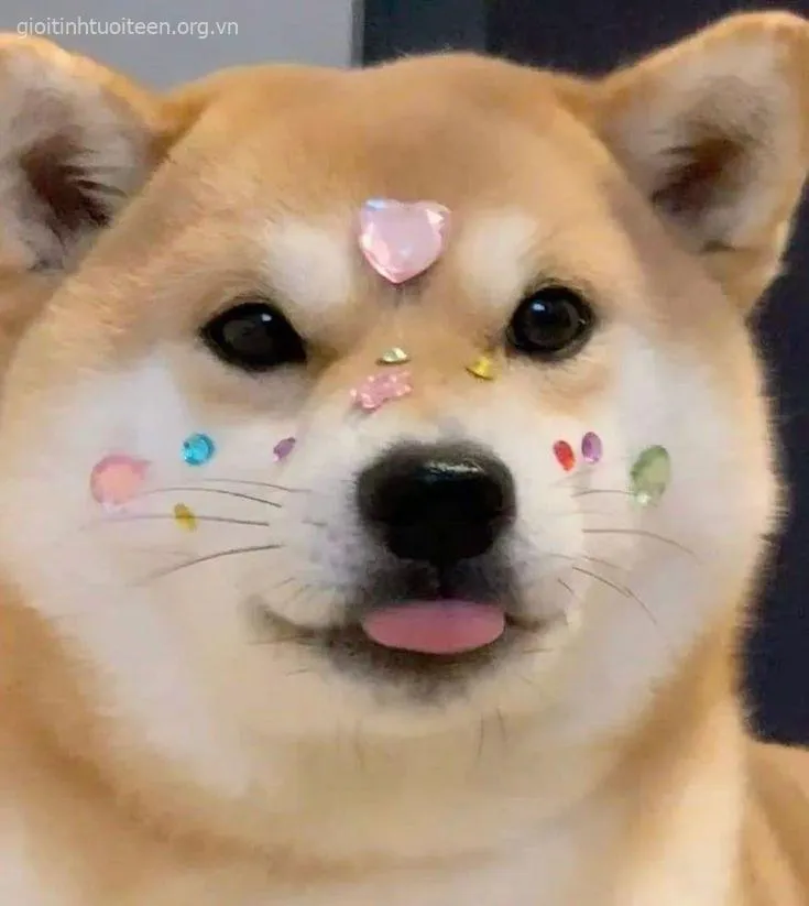 Hình chế Shiba lan tỏa vibe hài nhẹ nhàng đáng yêu