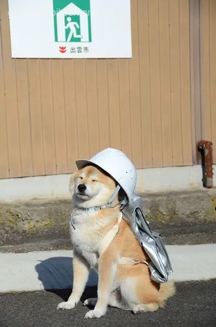 Hình chế Shiba dùng caption tài chính siêu độc