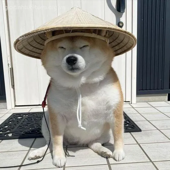 Ảnh troll Shiba Inu mặt ngầu như đang xuất hiện trong quảng cáo.