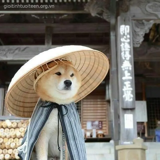 Hình vui Shiba Inu nghiêm mặt mà caption lại siêu ngược mood.