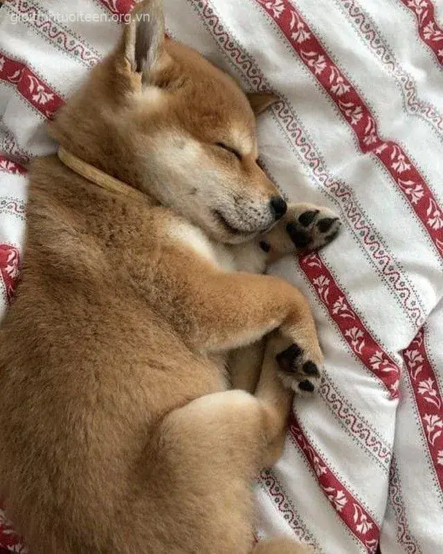 Avatar chó Shiba đôi tai cụp xuống, trông dễ thương.