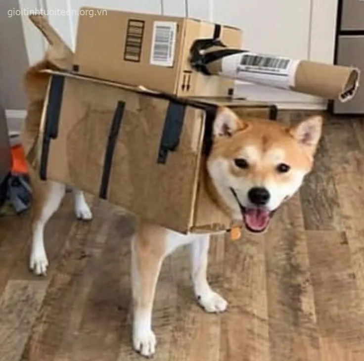 Hình troll Shiba cười tinh nghịch chuẩn content hài