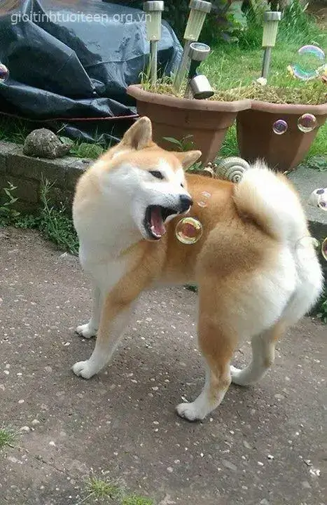 Avatar Shiba đội mũ len, trông nhỏ nhắn dễ thương.