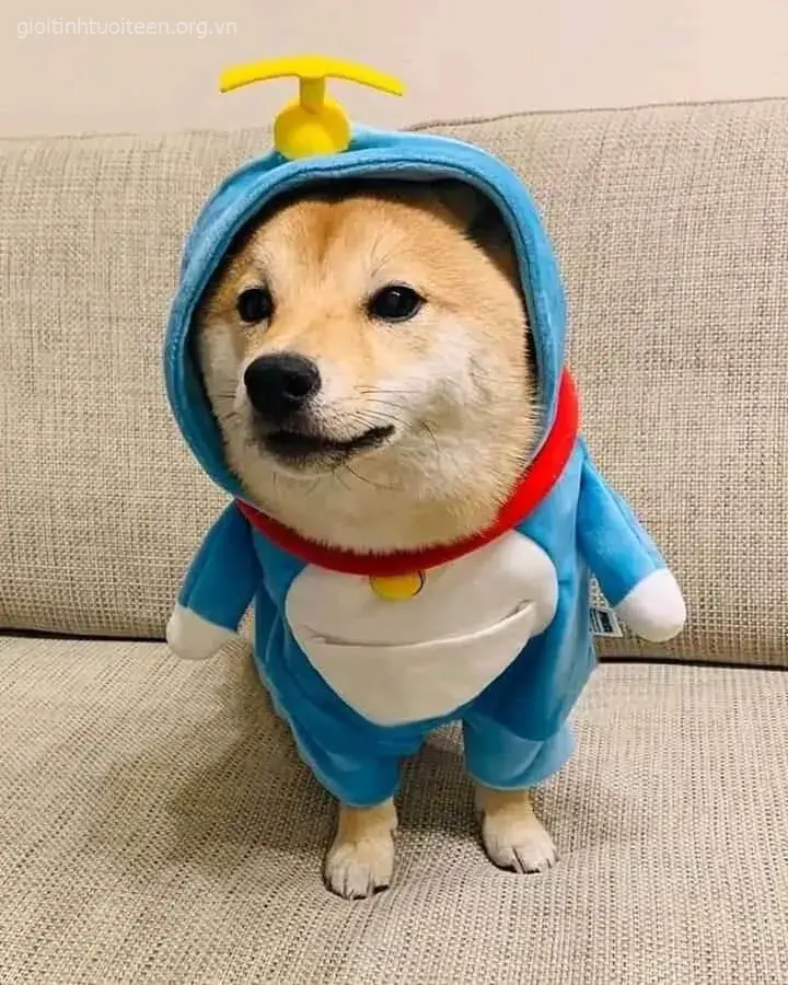 Meme Shiba ngồi nghiêm túc, biểu cảm ngây ngô cực cute.