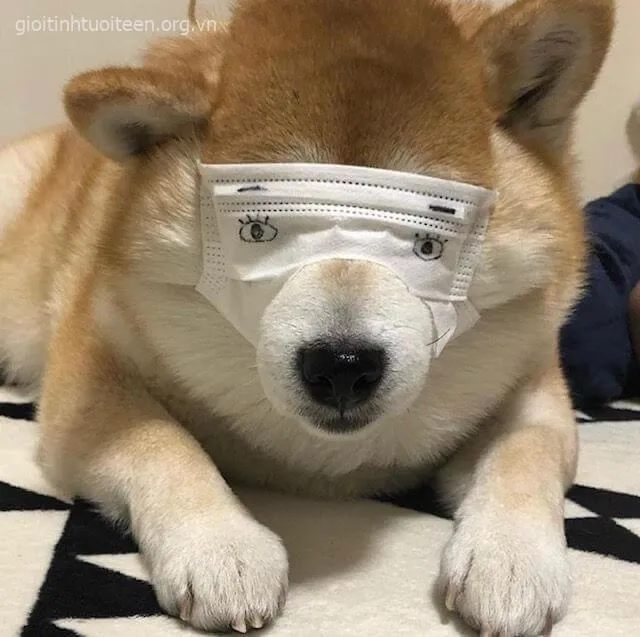 Ảnh chế Shiba Inu vibe kiểu “tao mệt lắm rồi nhưng vẫn cute”.