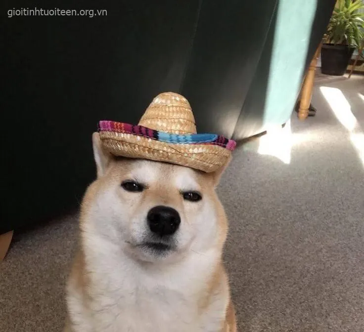 Meme vui Shiba Inu đơ mặt mà khiến người xem bật cười tức thì.