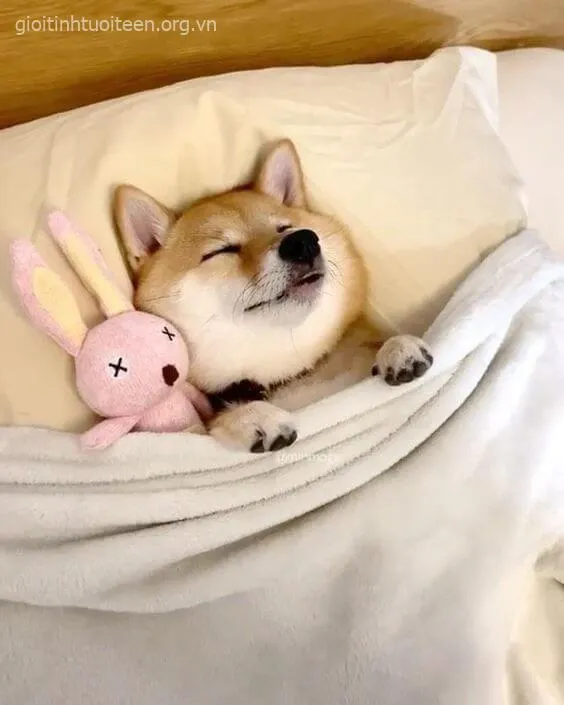 Ảnh meme Shiba huyền thoại từ Doge coin nổi tiếng