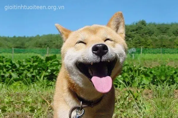 Hình troll Shiba Inu gắn caption “kệ đi, chill thôi” chuẩn GenZ.