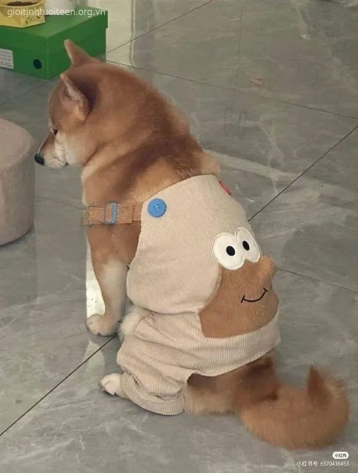 Meme Shiba hồn nhiên vô tư, biểu cảm vô cùng cute.
