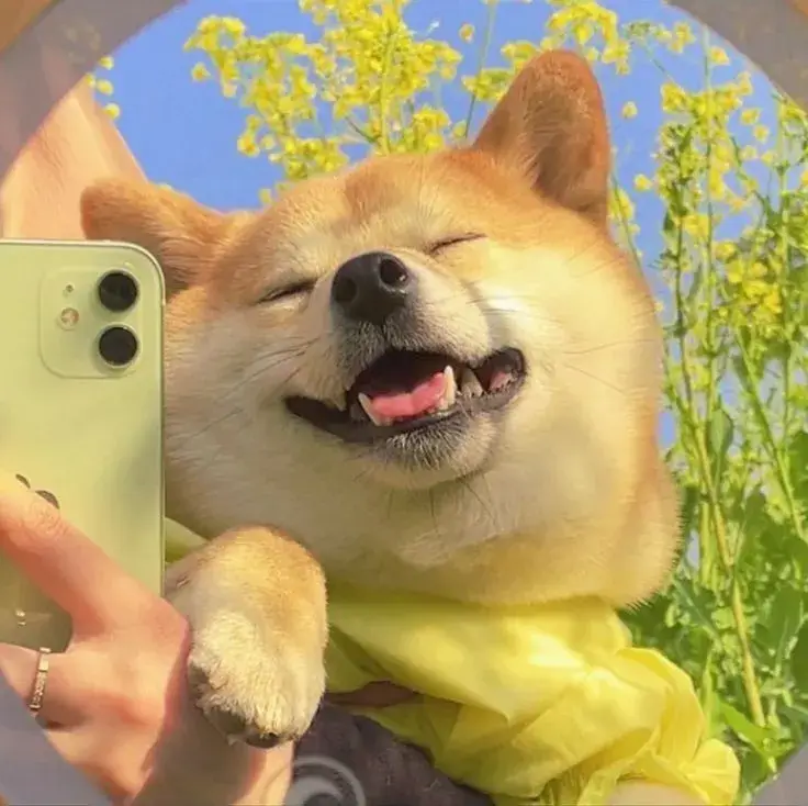 Meme Shiba cười rất nham nhở