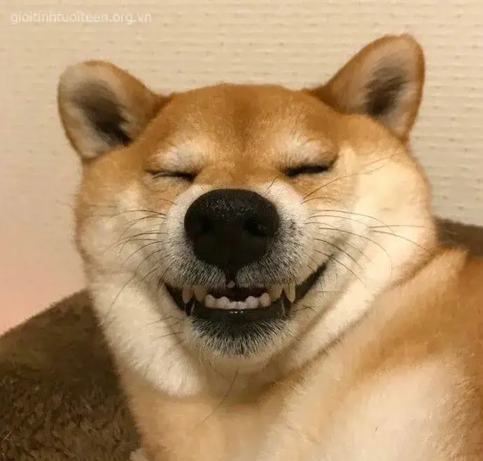 Ảnh troll Shiba mặt tỉnh rụi mà nói câu nào cũng trúng tim.