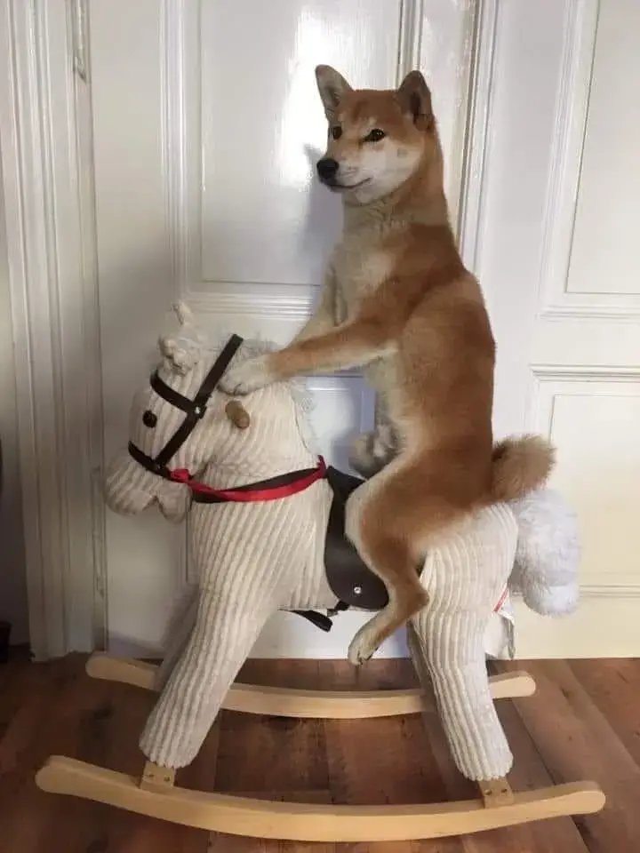 Meme Shiba cưỡi ngựa gỗ