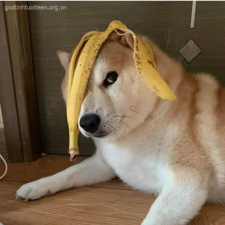 Ảnh hài Shiba troll nhẹ bạn thân kiểu “vui thôi đừng vui quá”.
