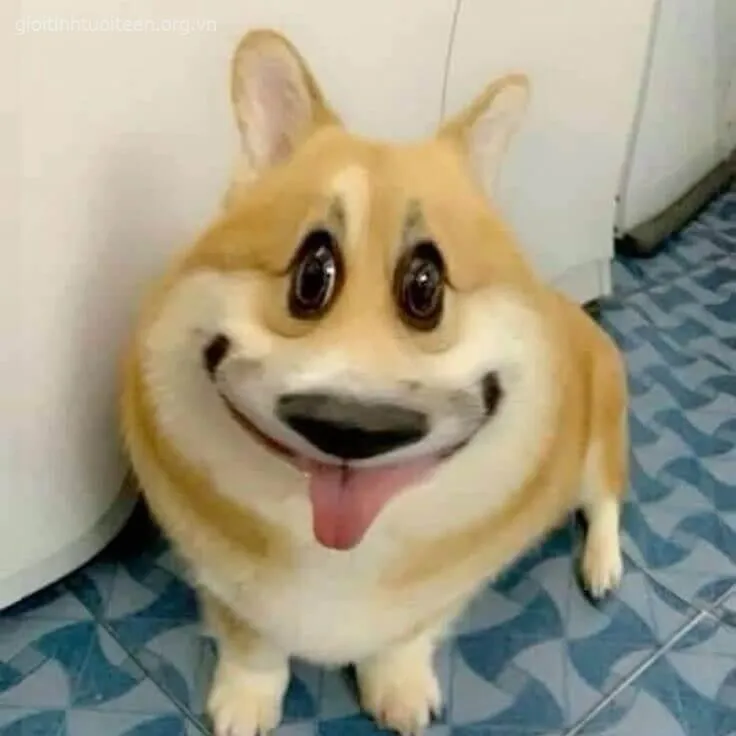 Ảnh chế Shiba cười nhẹ kiểu “mày nghĩ tao không biết à?”.