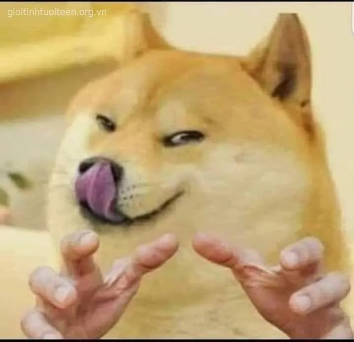 Meme Shiba như muốn ăn tươi nuốt sống bạn