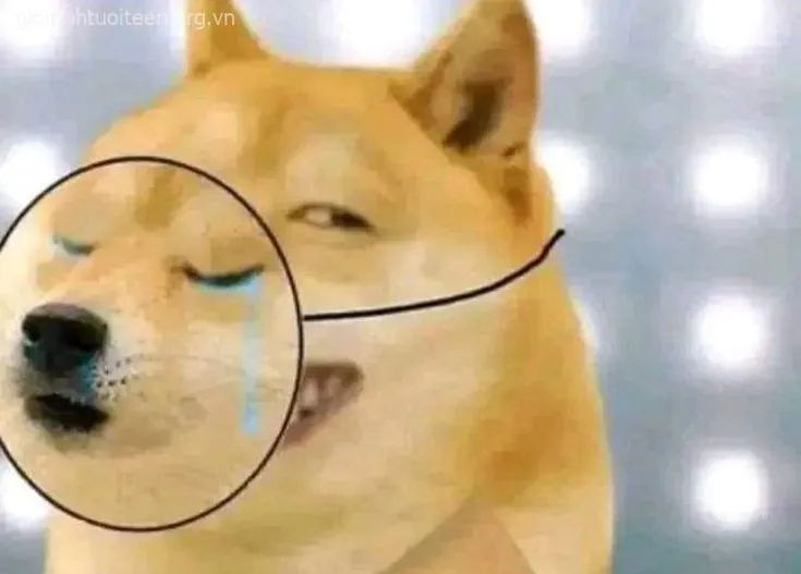 Meme chế Shiba gắn caption “nói nhẹ thôi mà cay dữ”.