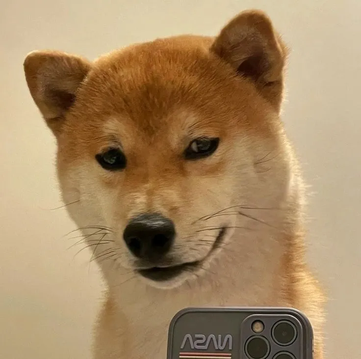 Meme chế Shiba mỏ cong cực bựa, nhìn phát là bật cười.