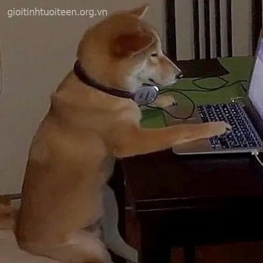 Hình chế Shiba ánh mắt troll, vibe “biết hết mà vẫn im”.