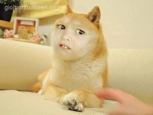 Meme chế Shiba ánh mắt kiểu “tao nói mà tụi bây không tin”.