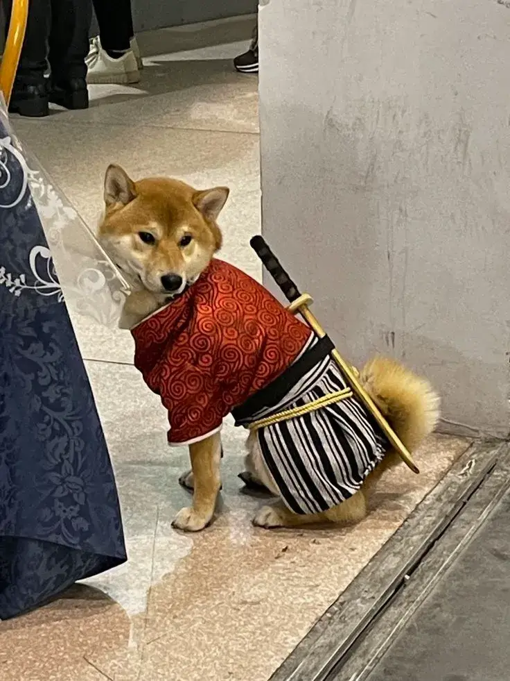 Meme Shiba phong cách Ninja