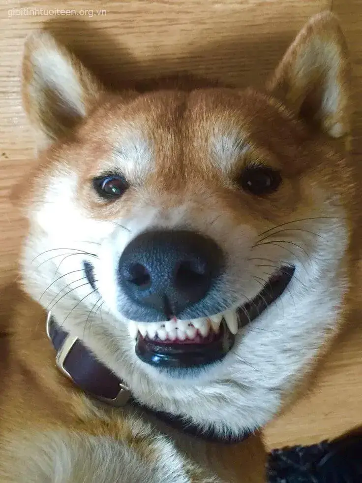 Ảnh chế Shiba bựa tới mức nhìn thôi đã nghe tiếng “ha ha”.
