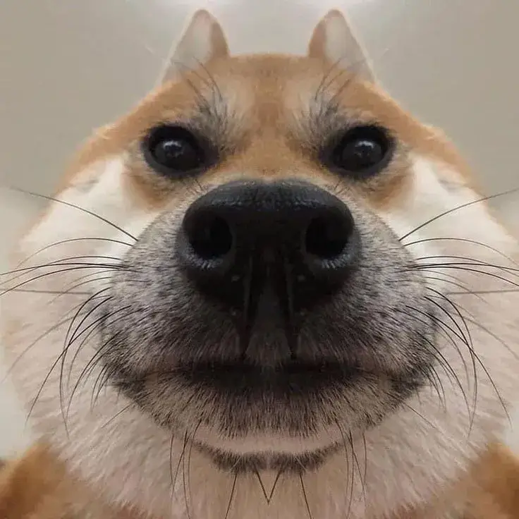 Hình chế Shiba ánh mắt lầy như đang giỡn mà giả vờ nghiêm.