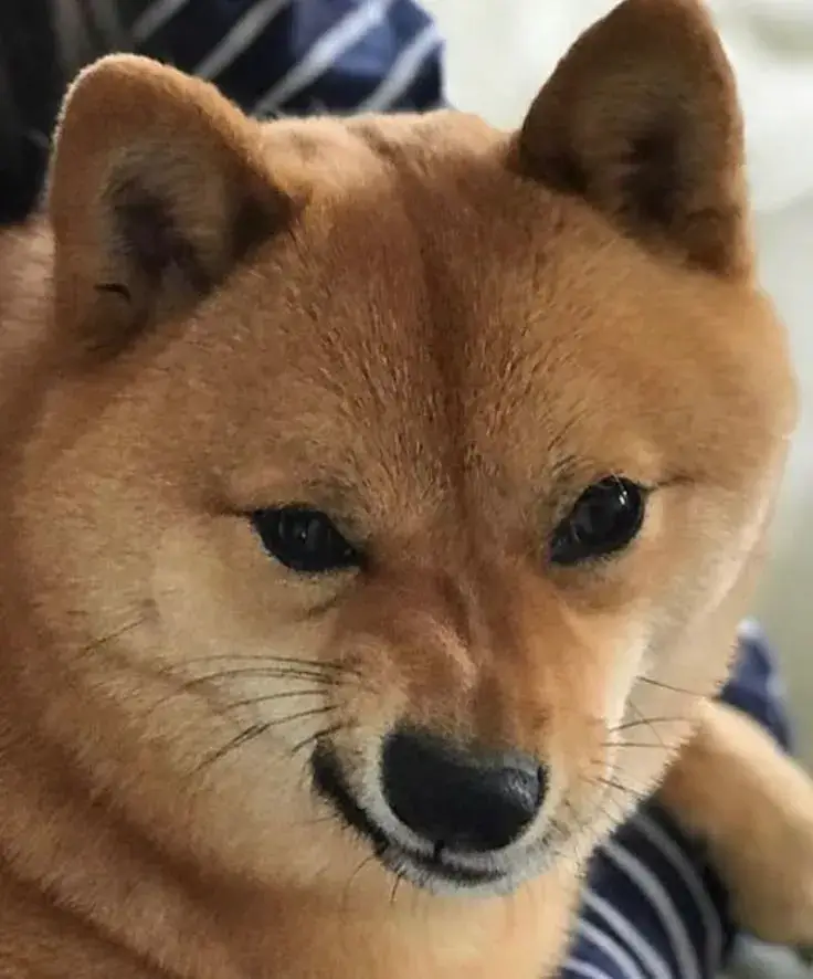 Meme Shiba troll dân mạng bằng ánh nhìn kiểu “ủa zậy luôn hả?”.