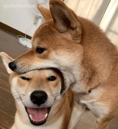 Meme Shiba ngoạm đầu con khác