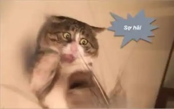 Khi quá bất ngờ, meme sốc chính là cách phản ứng nhanh nhất và vui nhất