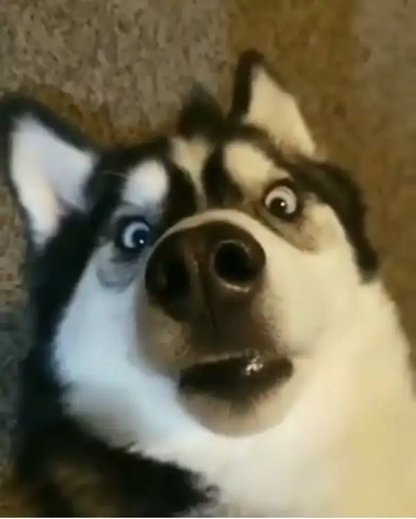 Ảnh chế phản ứng thật lan khắp comment zone.