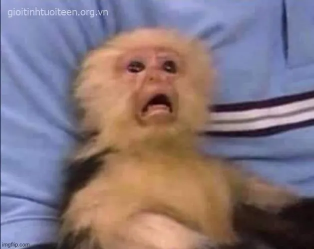 Ảnh chế meme sốc, tổng hợp pha “đơ toàn tập” hài hước