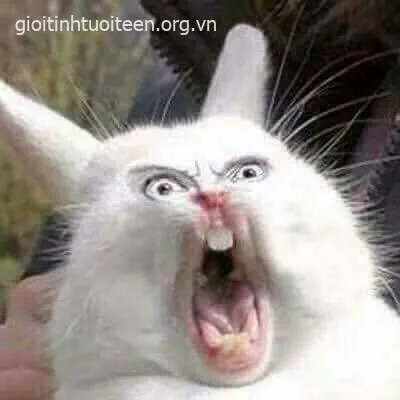 Meme sốc viral TikTok: nhìn phát biết ngay cú twist đời