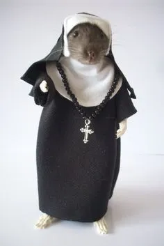 Khoảnh khắc chuột cảnh giác và màn xua xui bá đạo lan truyền