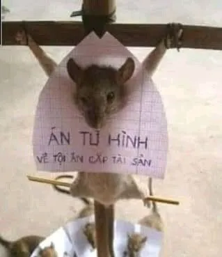 Phản ứng chuột run run trước nguy cơ khiến cộng đồng thích thú